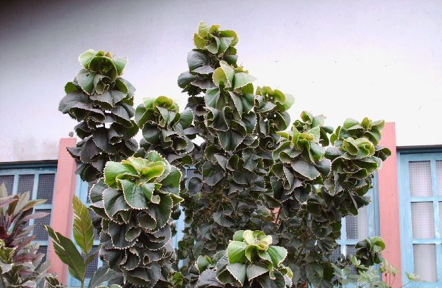 آکالیفا ویلکزیانا